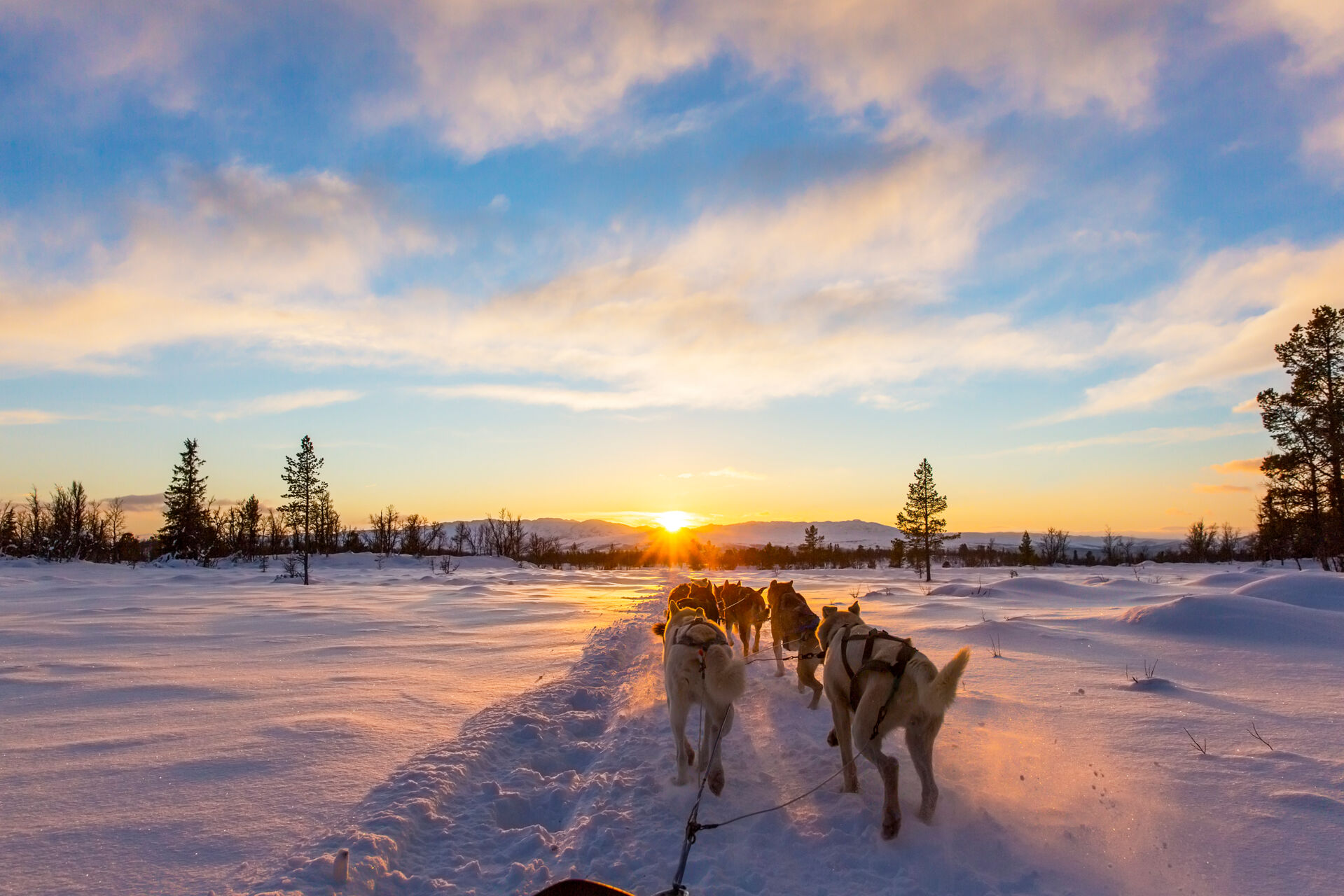 Ski incentives - outdoor husky sledding experience