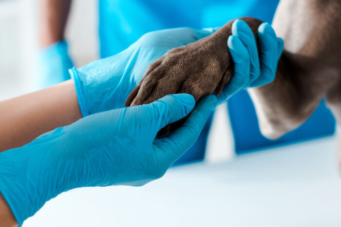 Veterinary Emergency & Critical Care Society